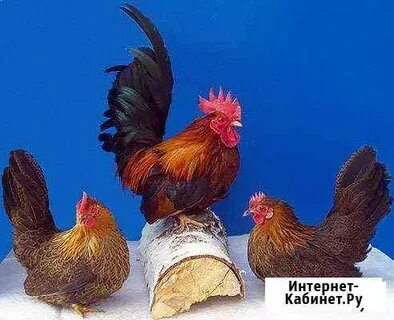 Маленькие петухи и курицы