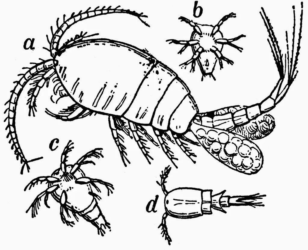 Веслоногие рачки (Copepoda).. Рачок Циклоп личинка. Циклоп ракообразные. Copepoda строение.