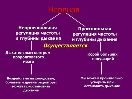 Регулирует частоту и глубину дыхания