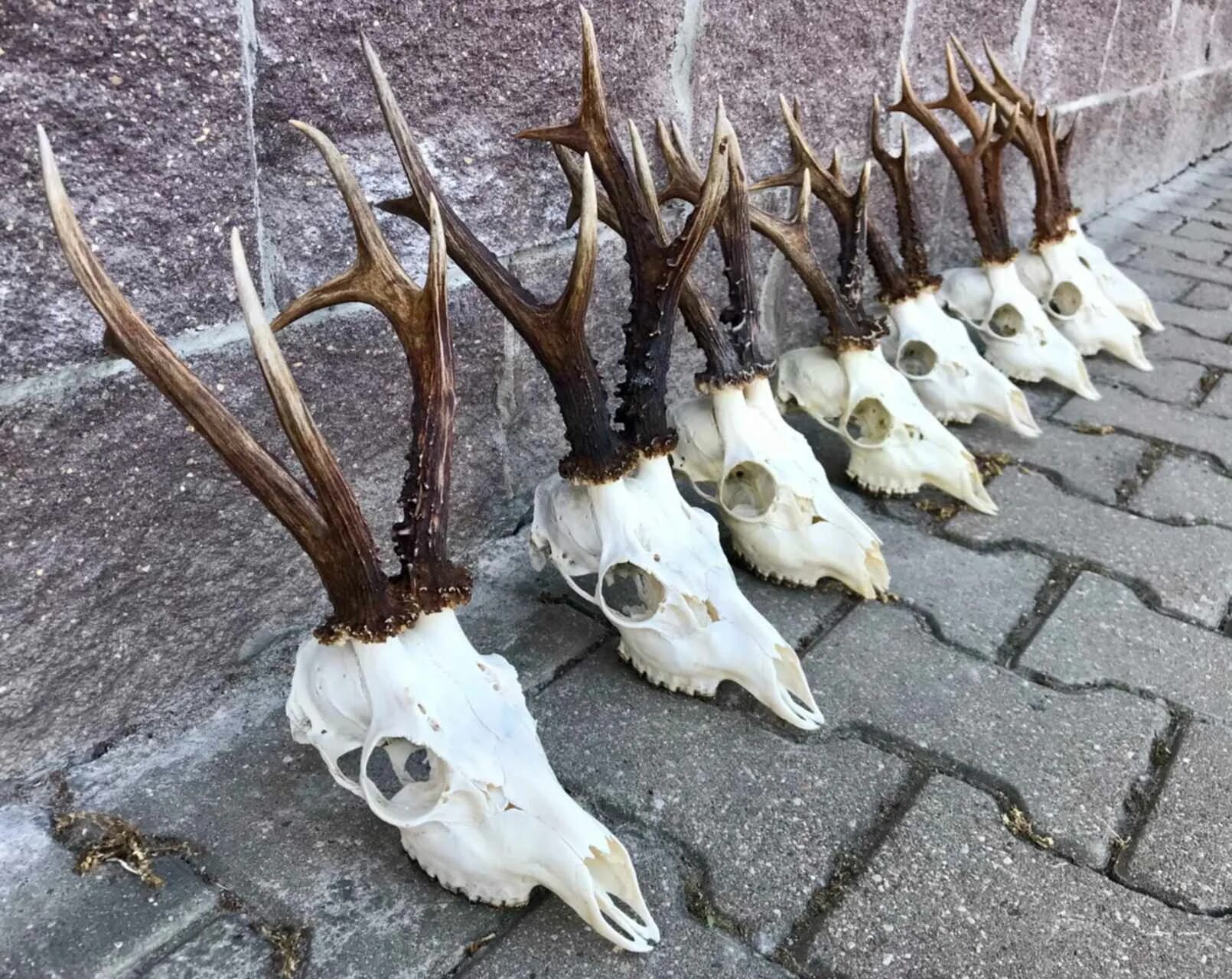 Рогу рб