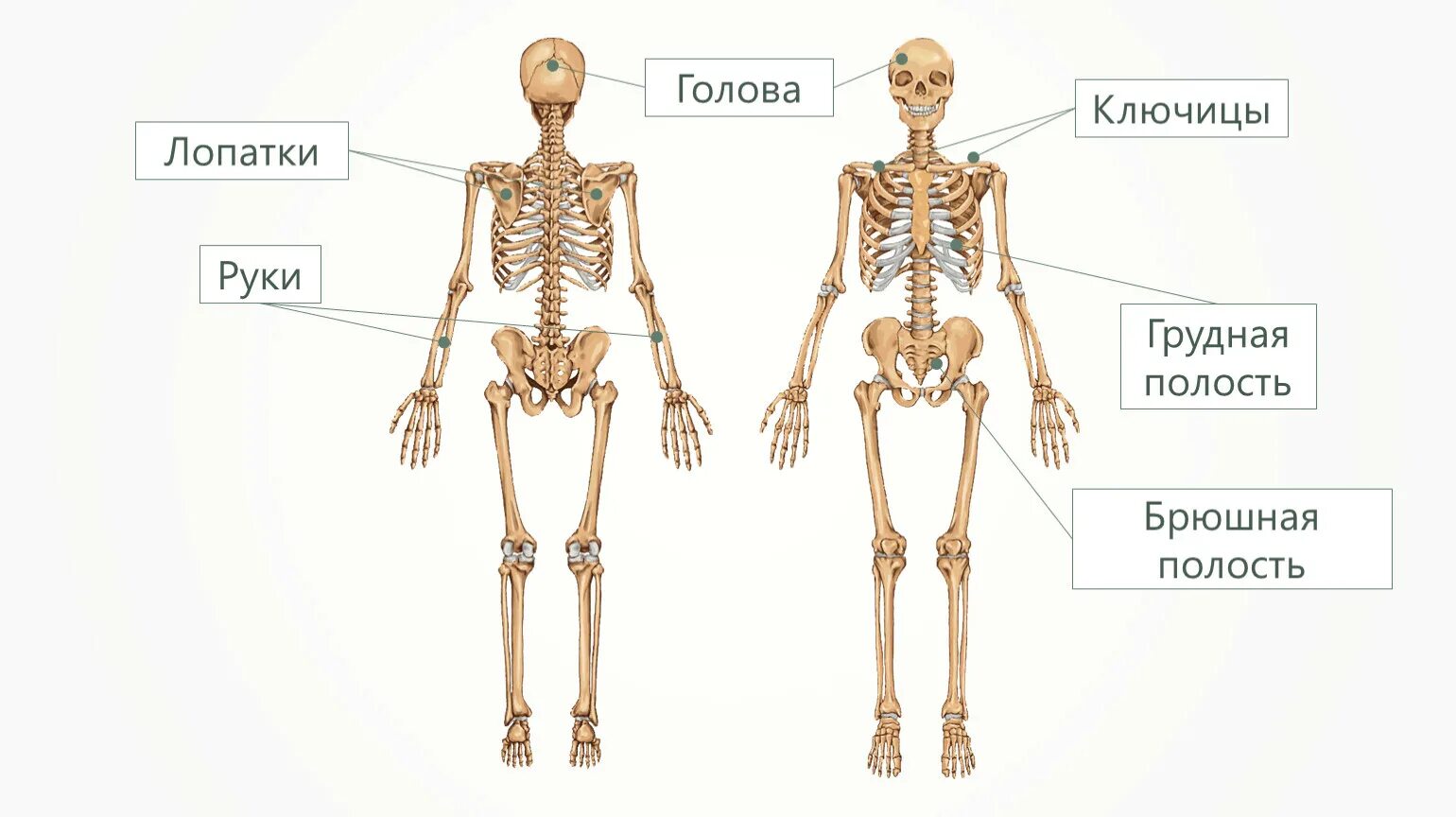 Скелет человека. Части скелета человека. Скелет человека со всех сторон. Строение скелета человека.