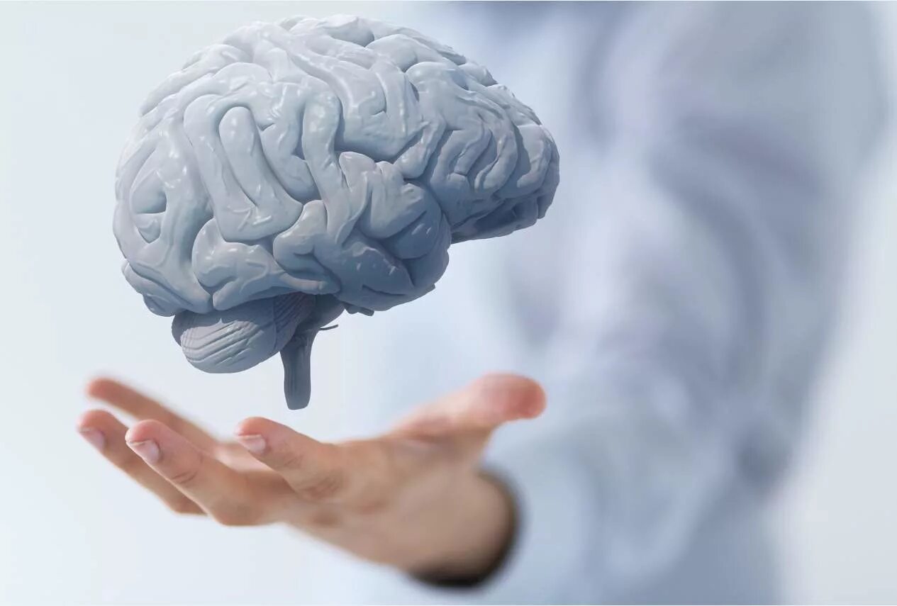 Article brain