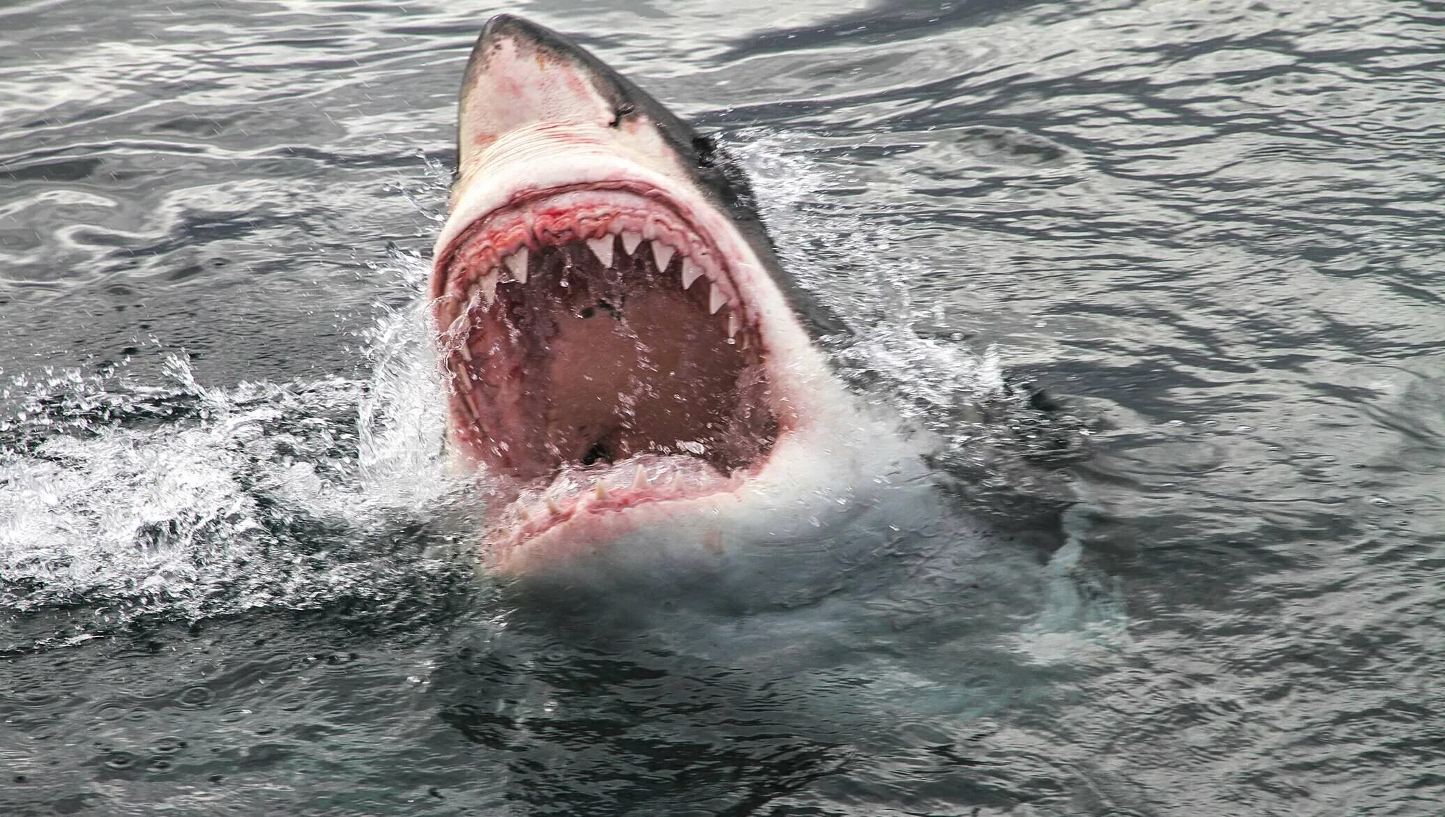 Большая белая акула. Фильм челюсти нападение акулы. Акула людоед в чёрном море. Белая акула людоед кархародон. Акула нападает.