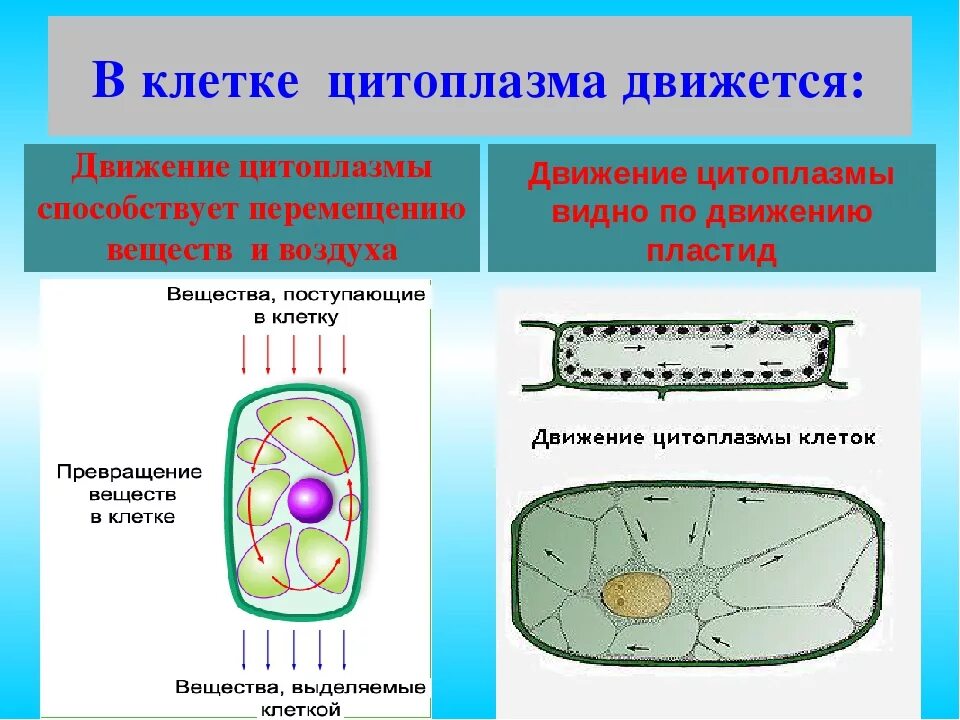 Движение цитоплазмы в клетках элодеи. Каково значение цитоплазмы структуры в жизнедеятельности клетки