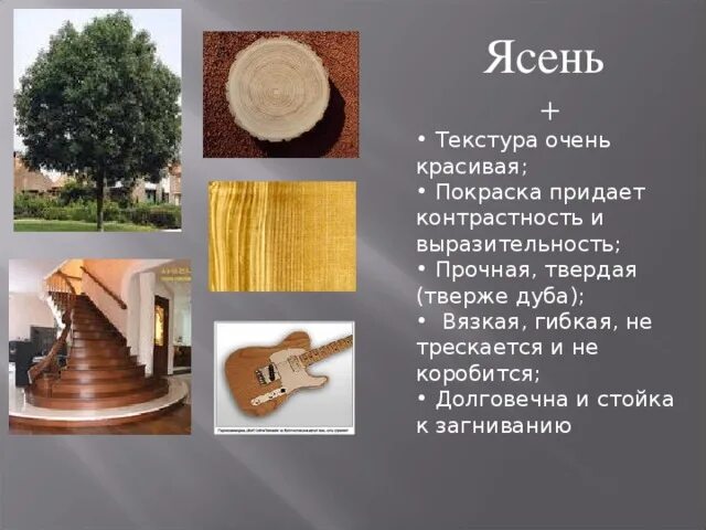 Примеры использования дерева. Ясень порода дерева. ясень древесина характеристики. характеристика дерева ясень. ясень свойства древесины.