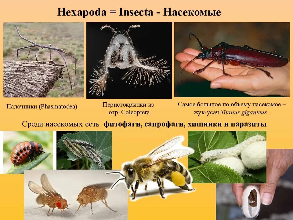 Распространение насекомыми
