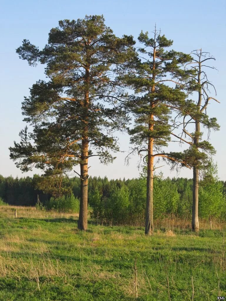 Деревья Кировской области сосны. Три сосны Каменка. Три сосны Курганская область. Три сосны Северодвинск. Три хвойная