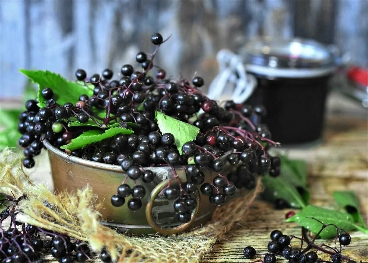 Ягоды черемухи. Elderberry ягода. Черемуха черная ягоды. Elderberry Бузина. Бузина черемуха.