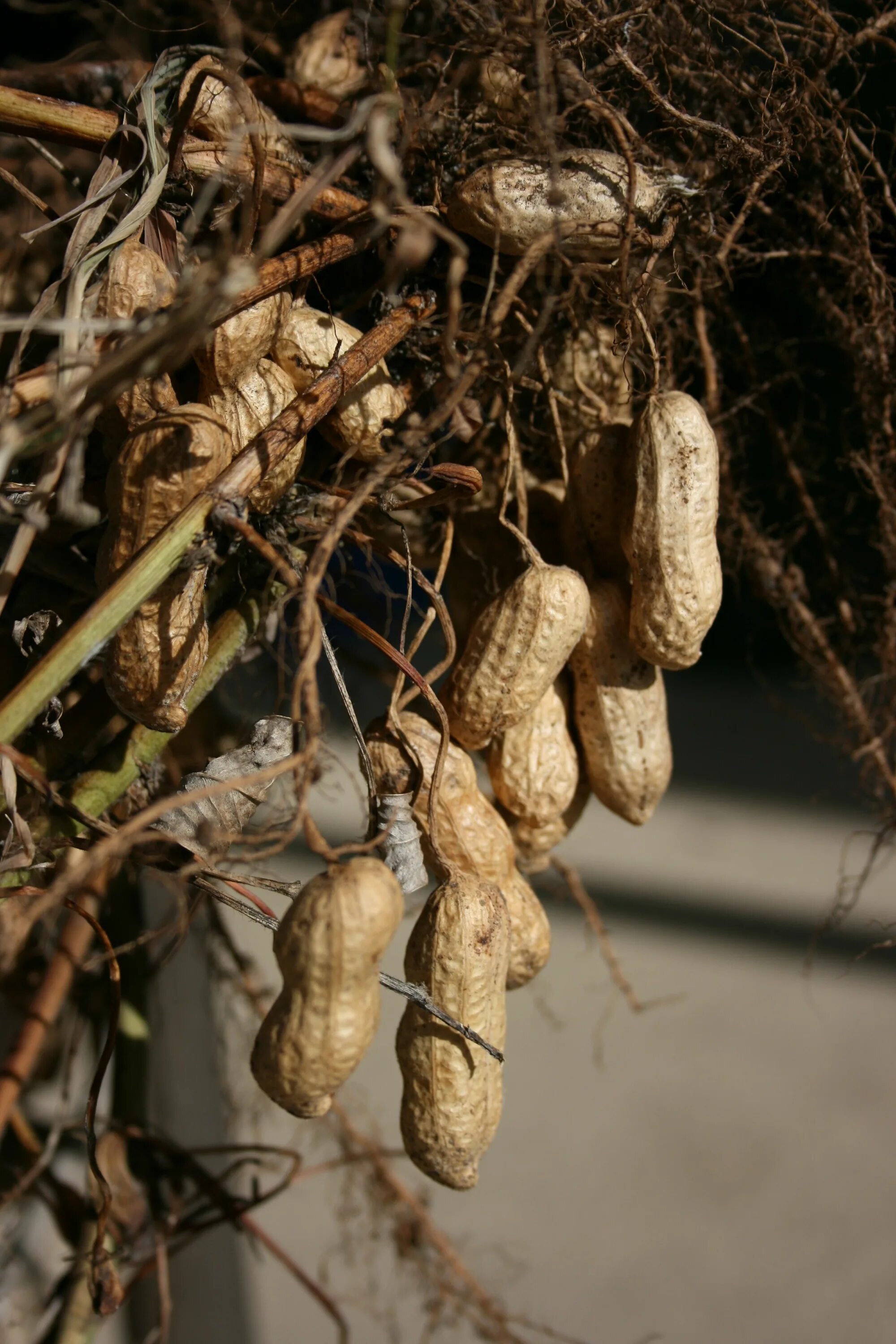 Арахис земляной бразн. Арахис какой орех. Арахис какой орех. Семена арахис культурный земляной орех. Земляной орех, арахис (arachis hypogaea).