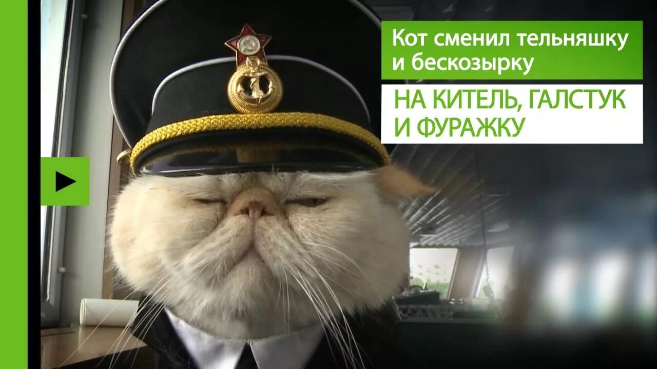 Кот матрос интернет. Кот моряк. кот капитан. кот матрос на корабле.
