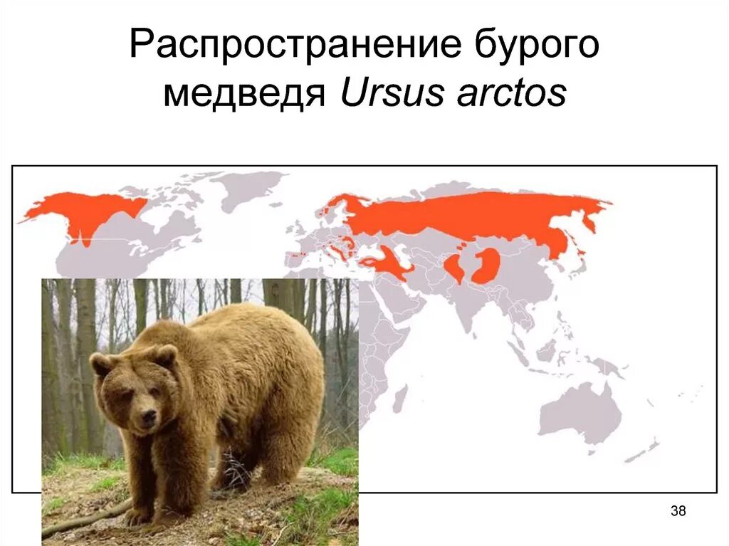 Бурый медвведь Ариал обиттания. Ареал обитания бурого медведя. Ареал обитания бурого медведя на карте. Ареал бурого медведя в России. Бурый медведь утверждение