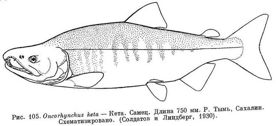 Рыба кета амур. Кета и горбуша. Амурская кета рыба. Как выглядит рыба кета рисунок. Keta go kr.