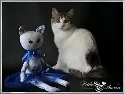 Кошка абрамова