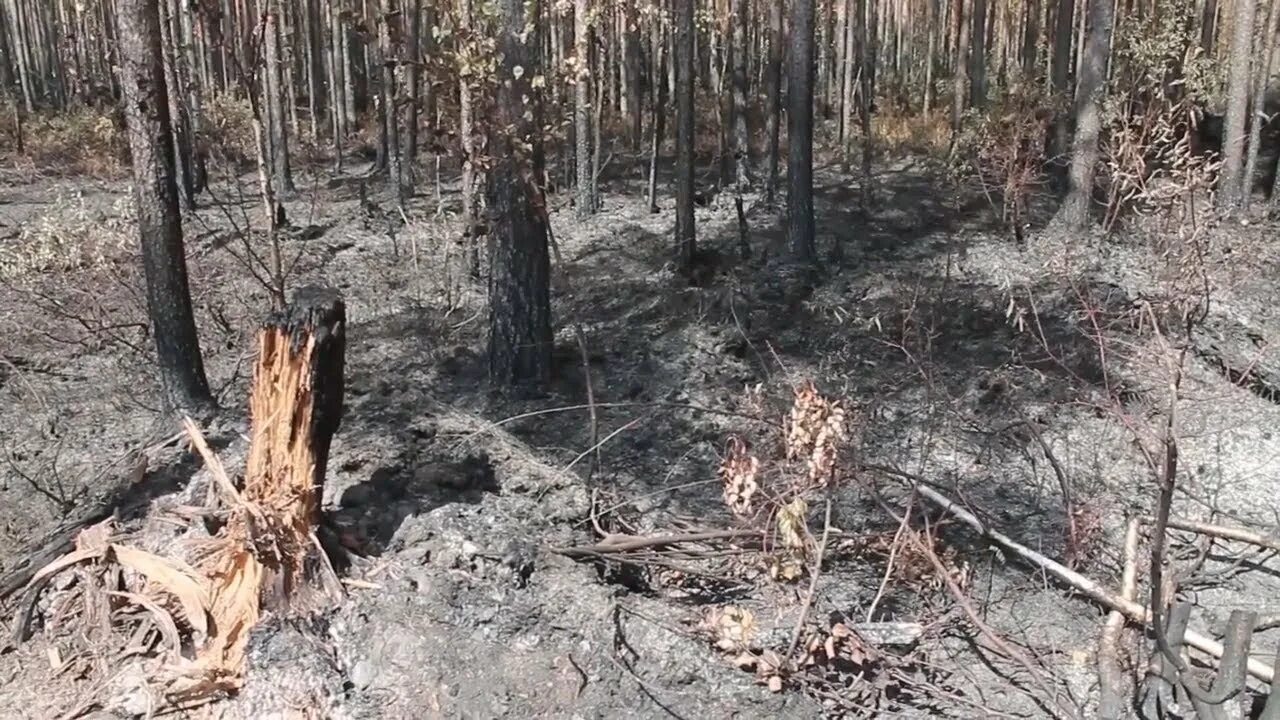 ООО Верхнекамье-лес. Пожар в Соликамске. Верхнекамье лес ПДОТЫ. Соликамский лес в Дагестане.