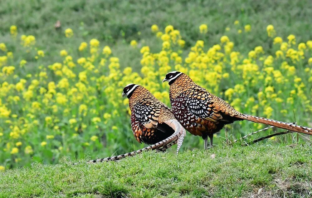 Птицы радуются весне. Reeves Pheasant. Пёстрый китайский фазан. Пёстрый китайский фазан фото. Необычные птицы фото.