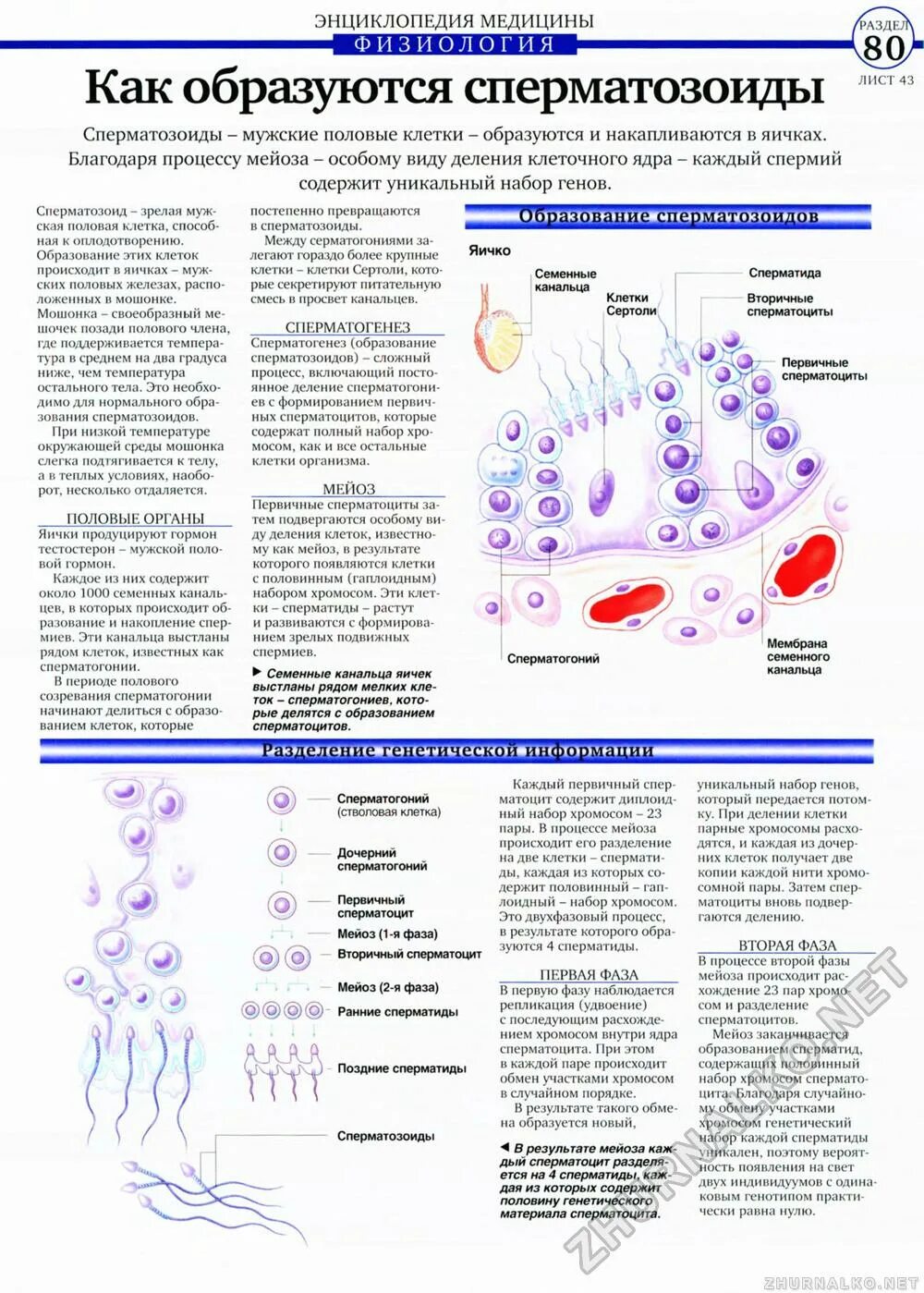 Во сколько лет появляется семя