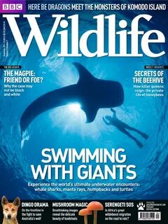 Bbc wildlife