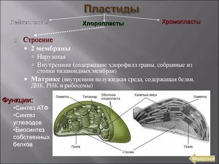 Хлоропласты функции