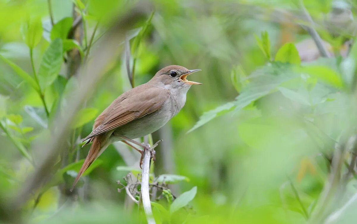 Природа пение соловья. Обыкновенный Соловей Luscinia Luscinia. Luscinia megarhynchos. Соловей- – Luscinia Luscinia l.. Краснохвостый Соловей.