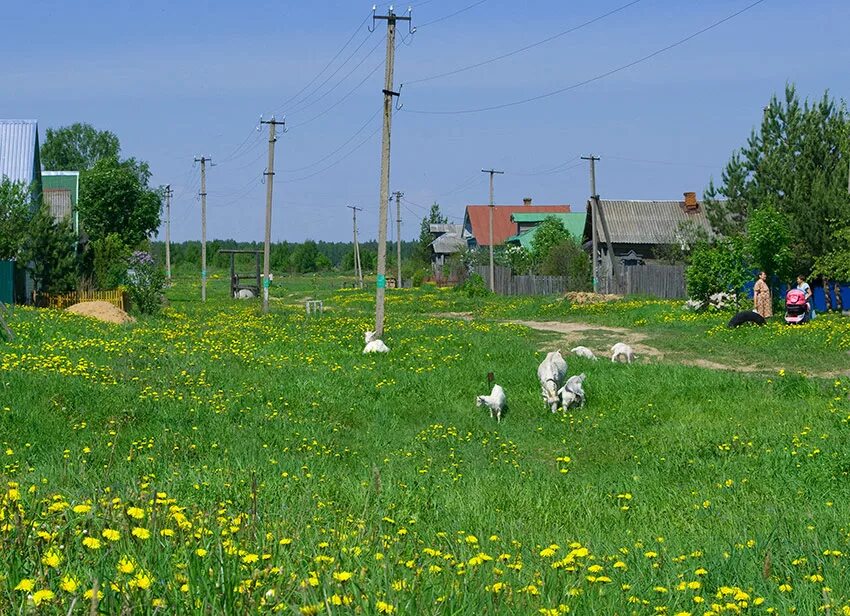 Городская в деревне 2. Моя деревня. Деревенька моя. Деревня деревянная Дальняя. Деревня постойка.