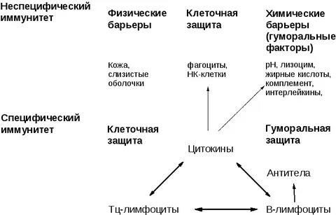 К физико химической защите относятся