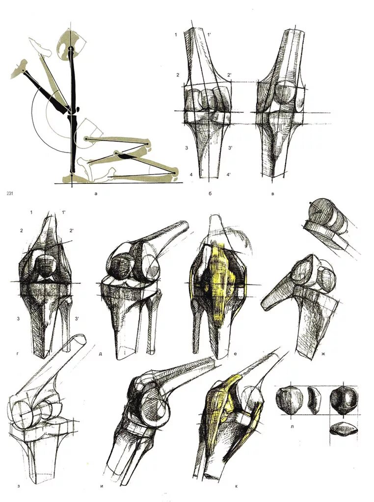 берцовая кость в колене. скелет человека коленный сустав. скелет локтевого сустава.