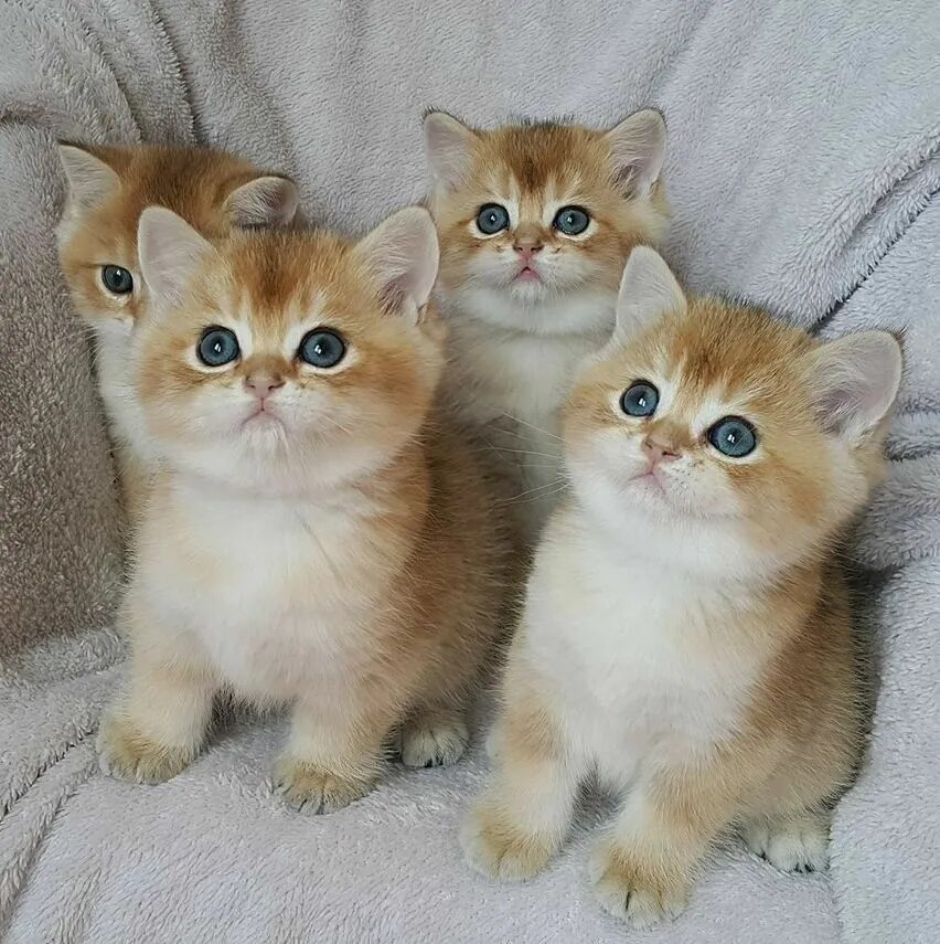 покажи породу котиков. покажи породу котиков. покажи породу котиков. маленькие породистые котята. покажи породу котиков.