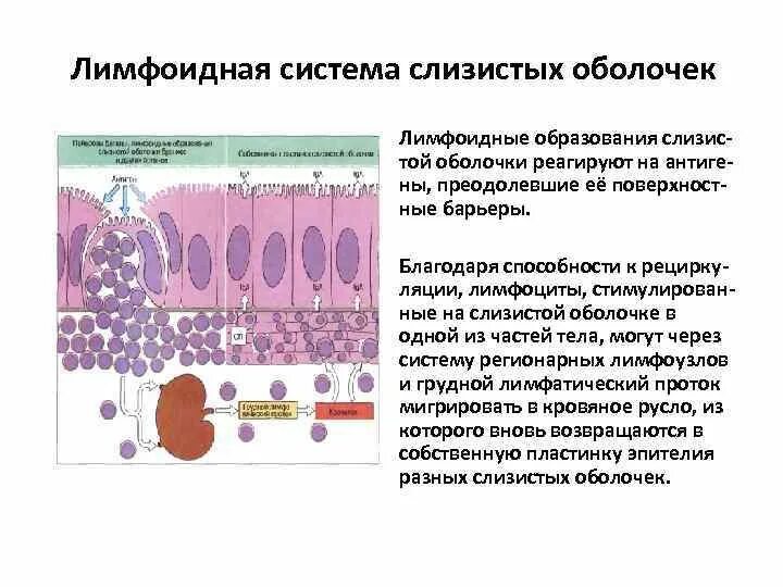 Гемобластозы Опухоли кроветворной и лимфоидной ткани Лейкемия