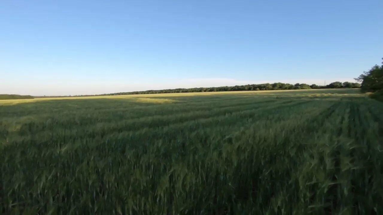 Красивый закат в поле. Некошеная межа. Маки в поле. Красный закат в поле. «маки (поле маков)», 1873 год.