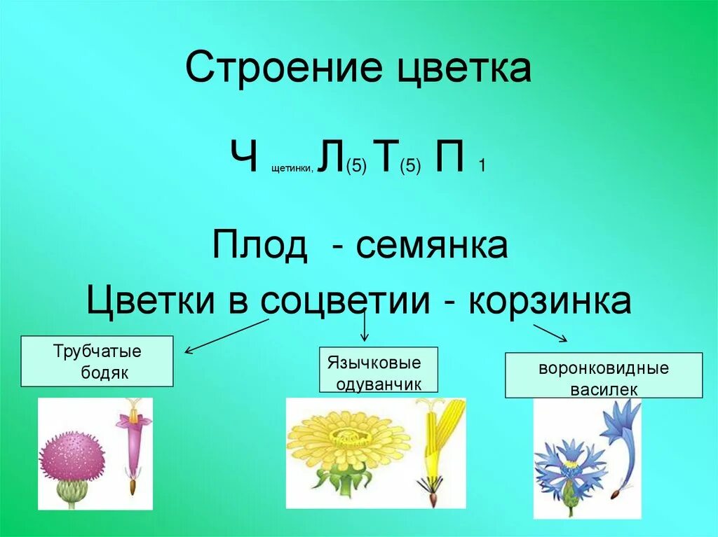 Соцветия первого типа имеет одуванчик. Формула цветка сложноцветных 6 класс. Строение сложноцветных растений формула. Строение соцветия сложноцветных растений. Формула сложноцветных цветков.