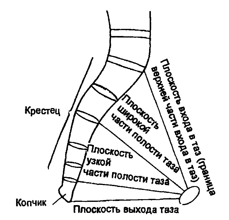Размеры плоскости входа в таз. Плоскости широкой части малого таза в акушерстве. Плоскость входа в малый. Поперечный размер входа в малый таз. Плоскость входа в малый.