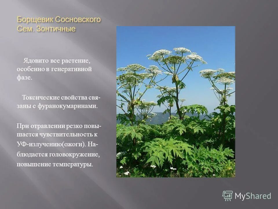 борщевик обыкновенный ядовитое. борщевик ядовитое растение 2 класс. борщевик ядовитое растение 3 класс. ядовитое растение борщевик 2 класс. ядовитое растение борщевик 2 класс.