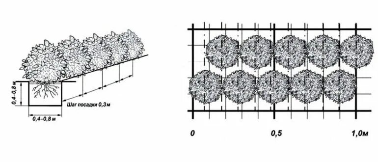 Схема высадки живой изгороди. Схема посадки однорядной живой изгороди. Схема посадки живой изгороди из спиреи. Схема посадки пузыреплодника. На каком расстоянии сажать гортензии друг