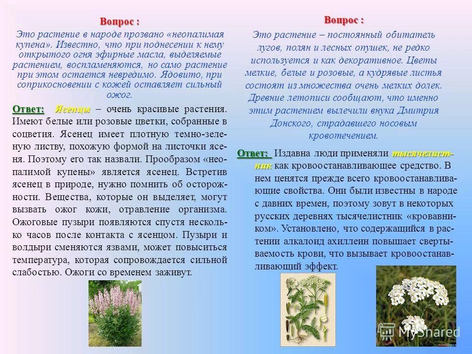 Цветок на земле вопросы по содержанию произведения