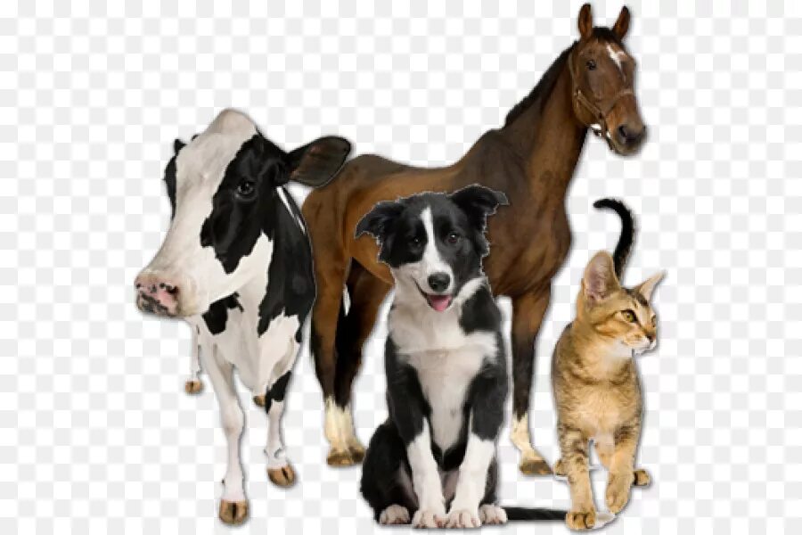 Ветеринария сельскохозяйственных животных. СХ животные. Корова и собака. Лошадь корова собака. Корова свинья собака кошка