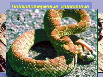 Пойкилотермные