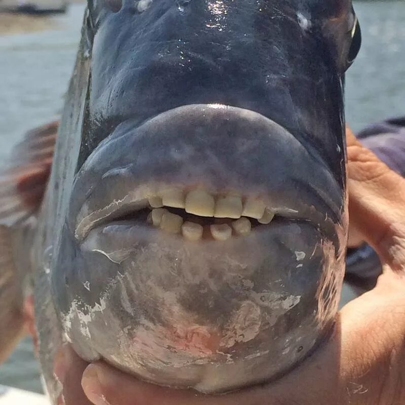 Бурый паку Пиранья. Паку Южноамериканская Пресноводная рыба. Вкус рыбы во рту