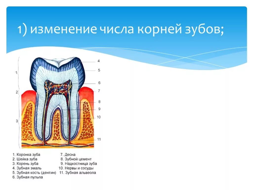 Зубы Гетчинсона Фурнье Пфлюгера. Формирование корня зуба. Аномалии строения зуба. Развитие зубов у человека