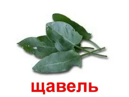 Щавелевый почему е