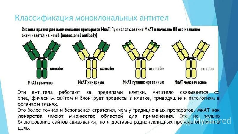 Корь после иммуноглобулина. Моноклональные антитела иммунология. Человеческие моноклональные антитела. Классификация моноклональных антител. Строение моноклональных антител.