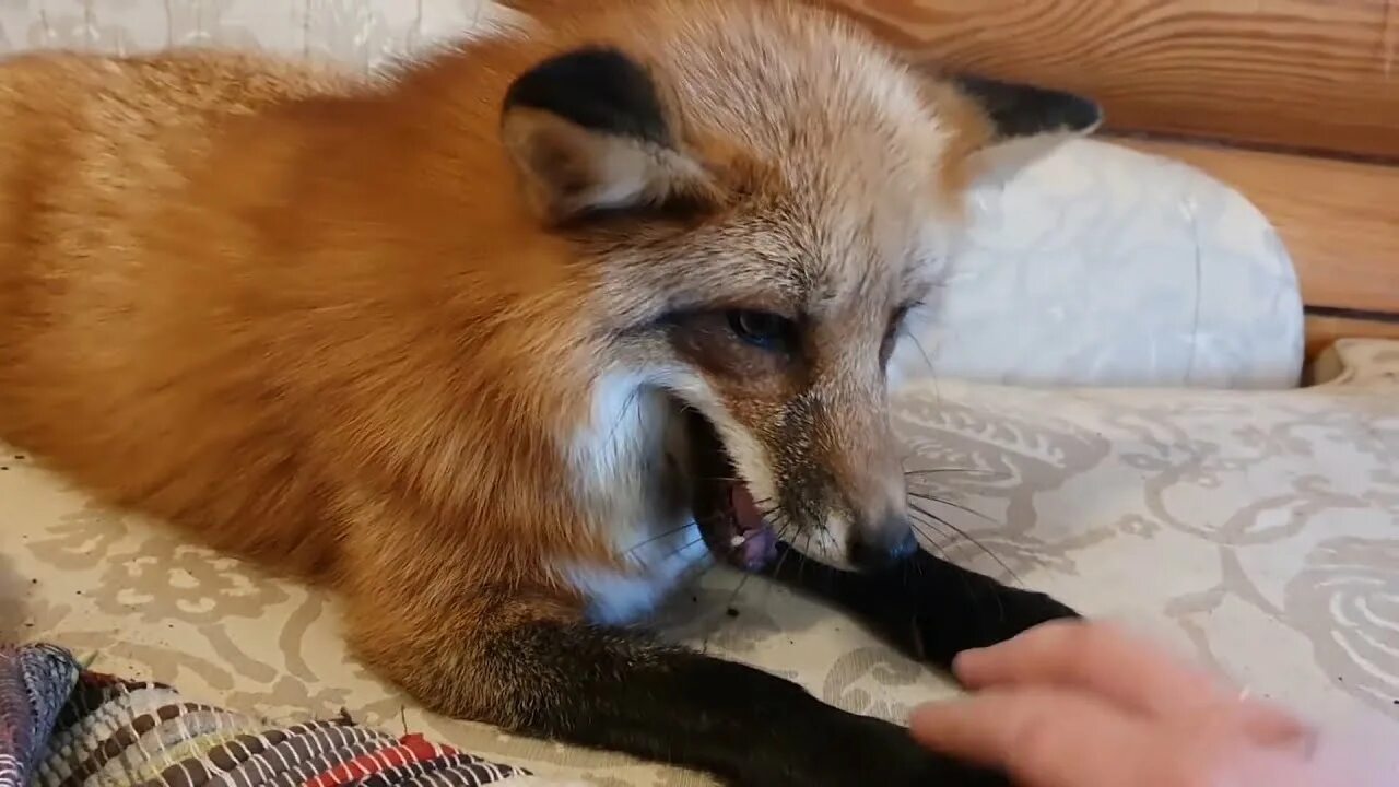 Сыграла лису. Лисица и мяч. Альфа лисички. Уруру лиса. Лиса алиса домашняя лиса.