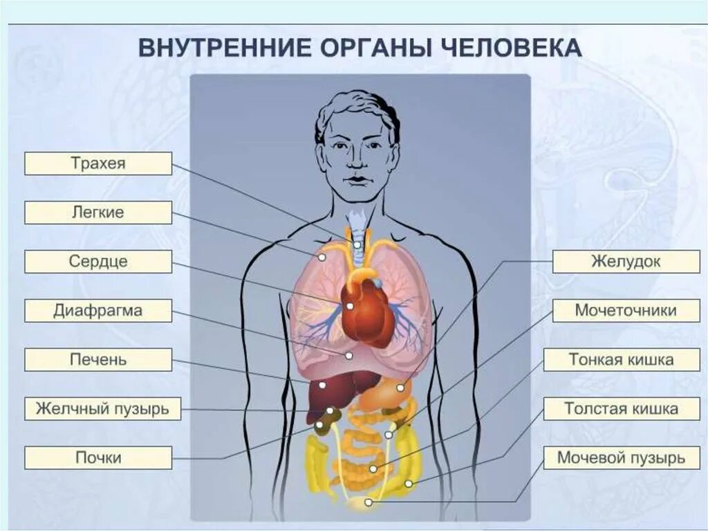 Внутренняя часть человека