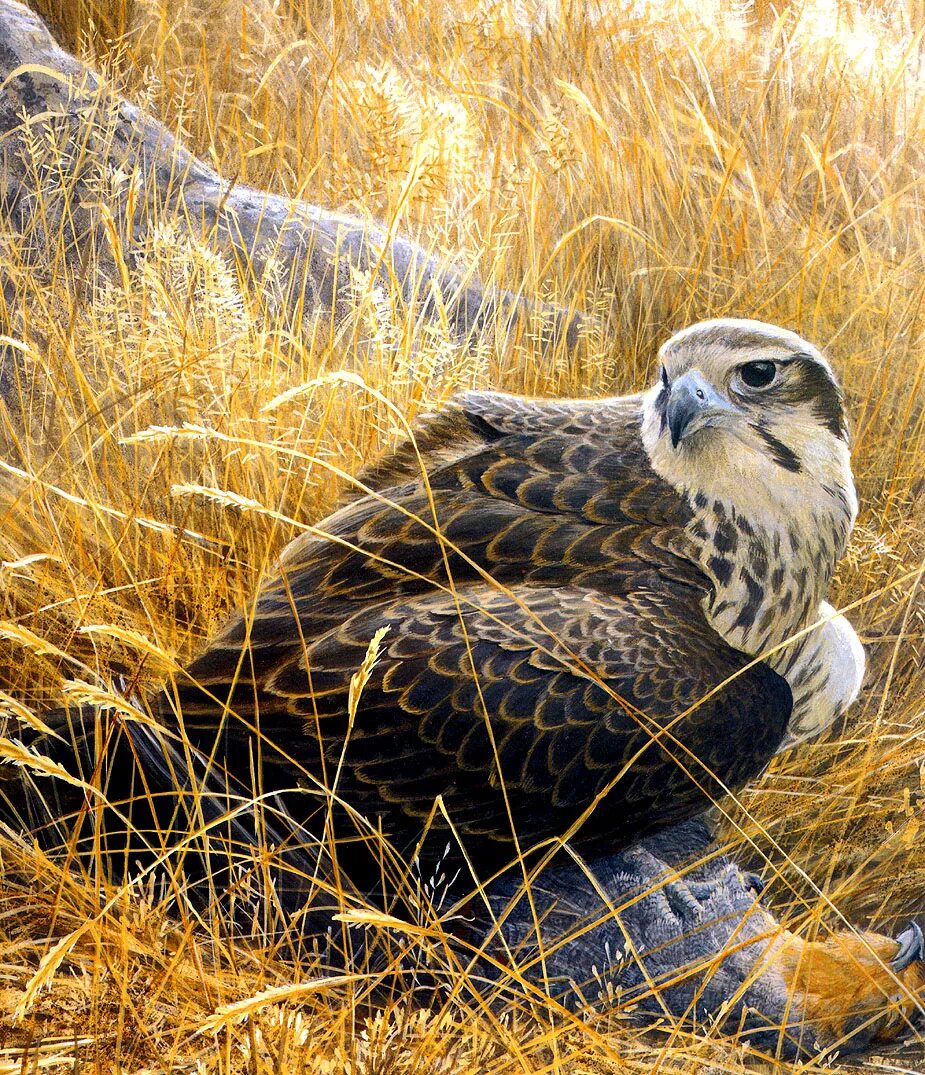 Качок сокол. Художник анималист Robert Bateman.