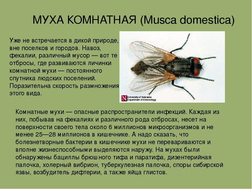 Постановление мухи. Ареал мухи цеце. ареал распространения мухи цеце. комнатная муха переносчик возбудителей. распространение мухи цеце.