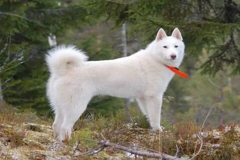 Лайка собака щенок