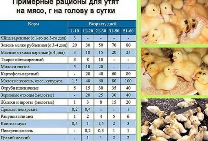 С какого возраста цыплят. Таблица корма уток мулардов. Суточные утята муларды. Таблица кормления утят мулардов. Кормление таблица кормления утят мулардов.