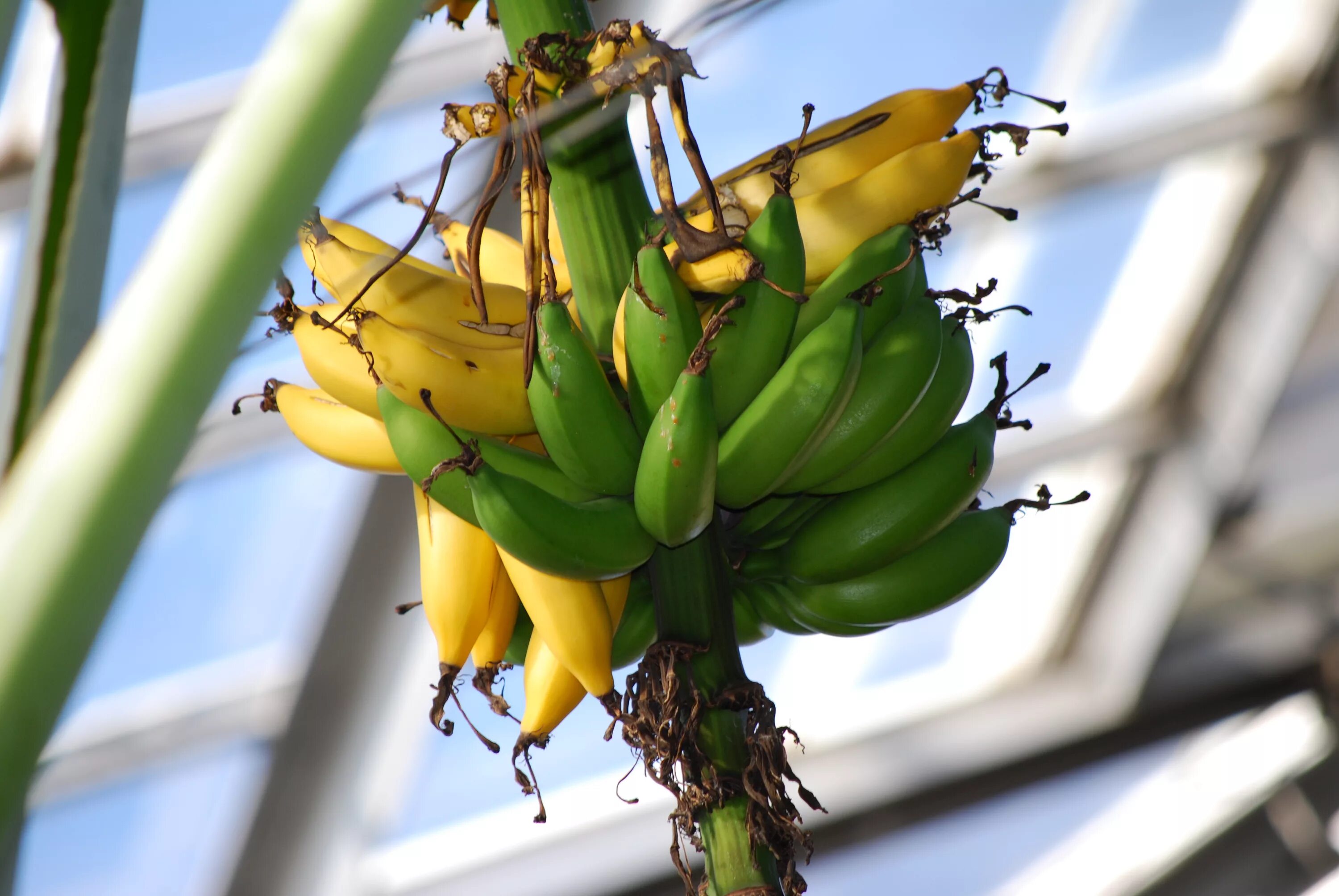 Banana c
