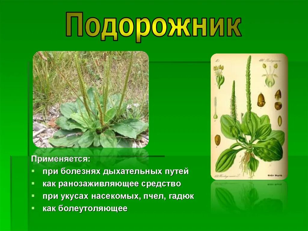 Зеленая аптека растения. Проект лекарственные растения. Зеленая аптека растения. Лекарственные растения для дошкольников. Зеленая аптека презентация.