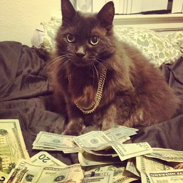 Где самые богатые животные. Богатый кот. Денежный кот. Кот с деньгами. Богатых котов.