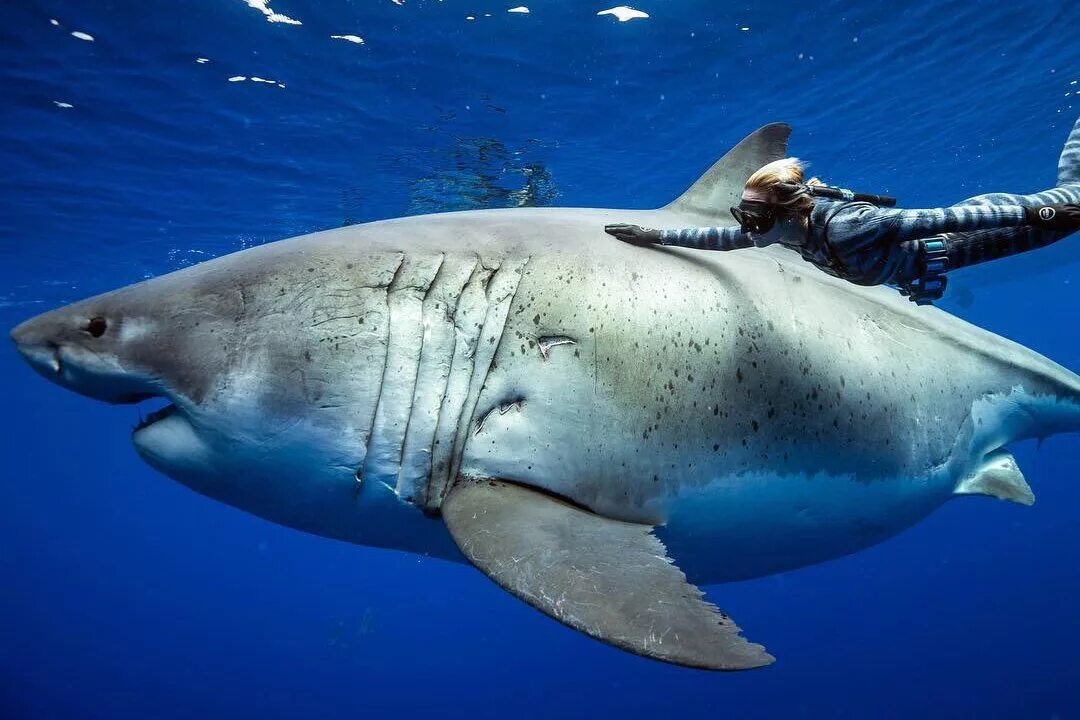 Фотки больших акул. Белая акула дип Блю. Большая белая акула Deep Blue. Оушен Рамси белая акула. Большая белая акула (great White Shark).